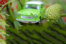 Foto: Ronny Heim